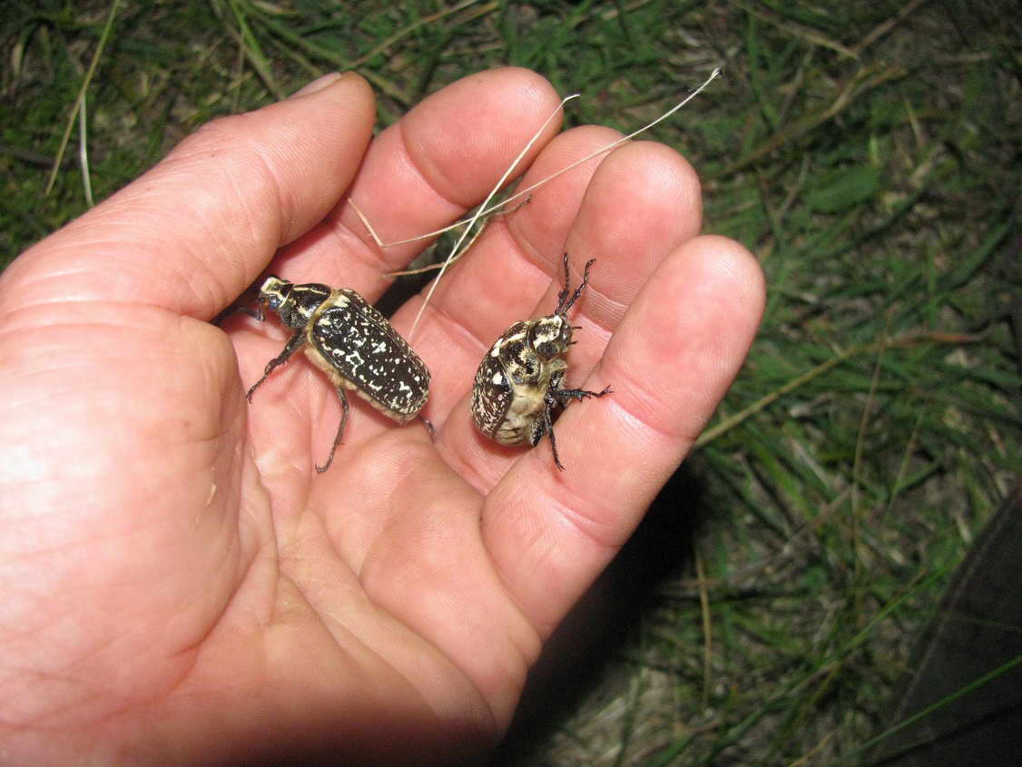 KĂŠp 165