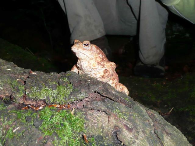 Kep 076