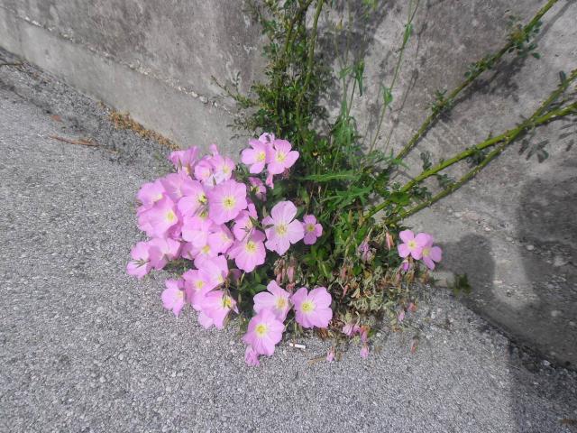 SAM_0731