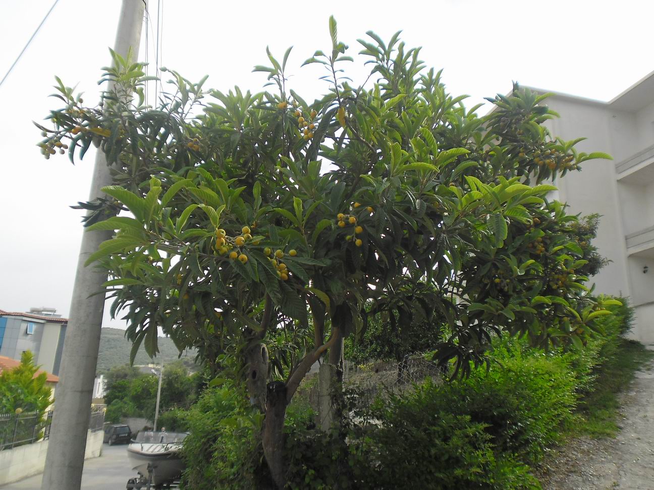 SAM_0734