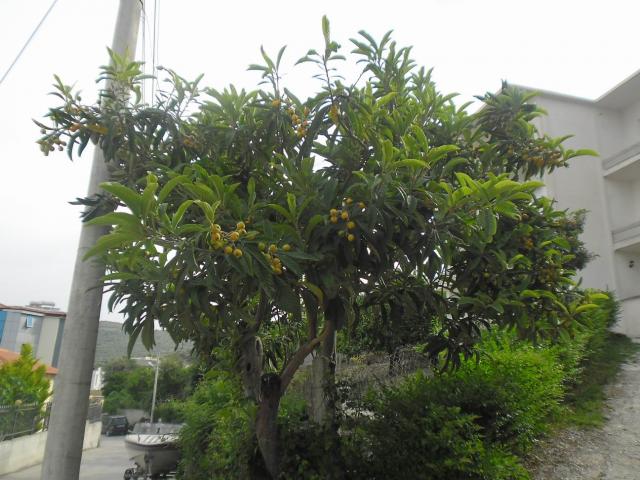 SAM_0734